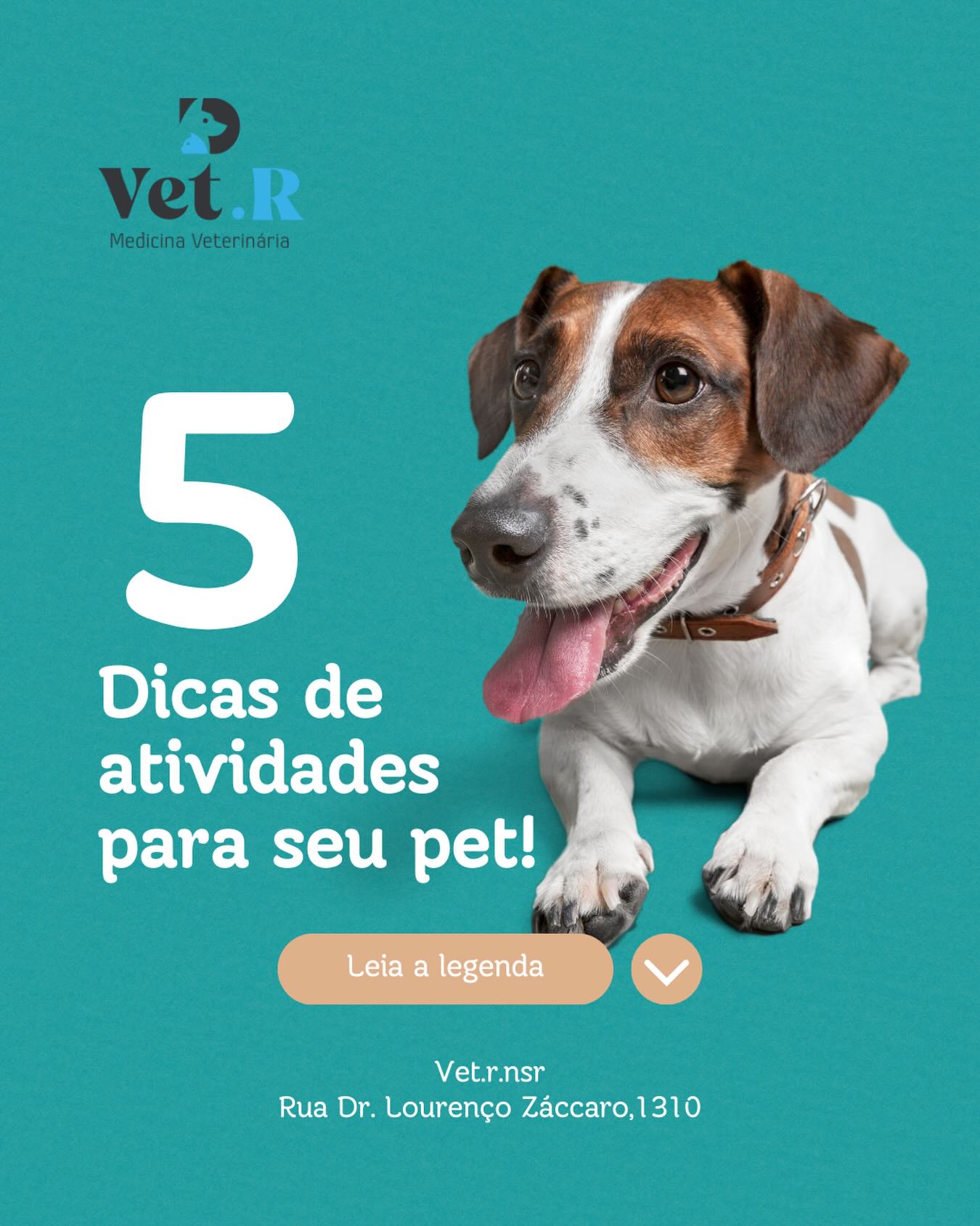 Post: 5 dicas de atividades para seu pet
